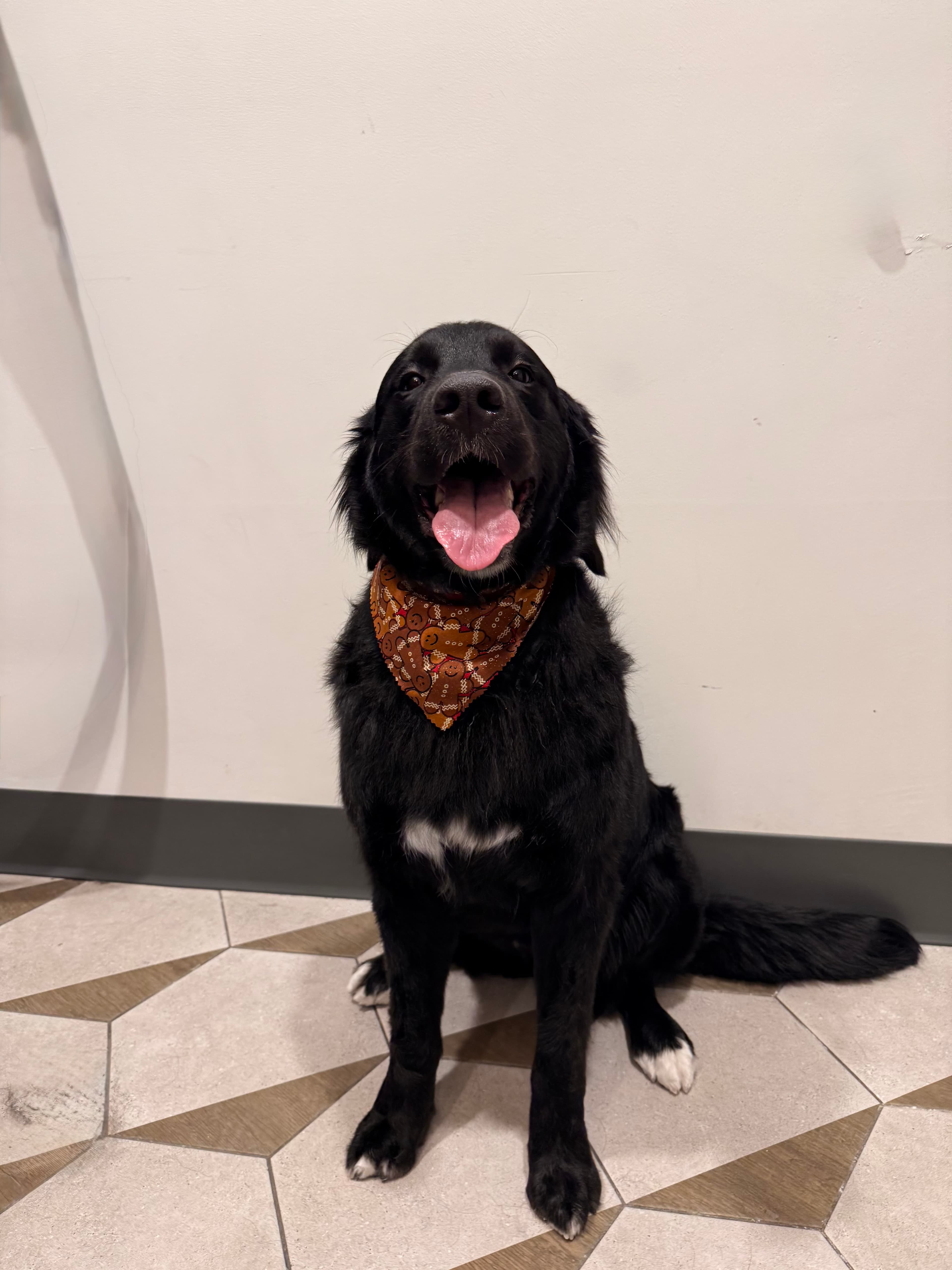 A happy black long-haired dog freshly groomed, wearing a gingerbread-print bandana